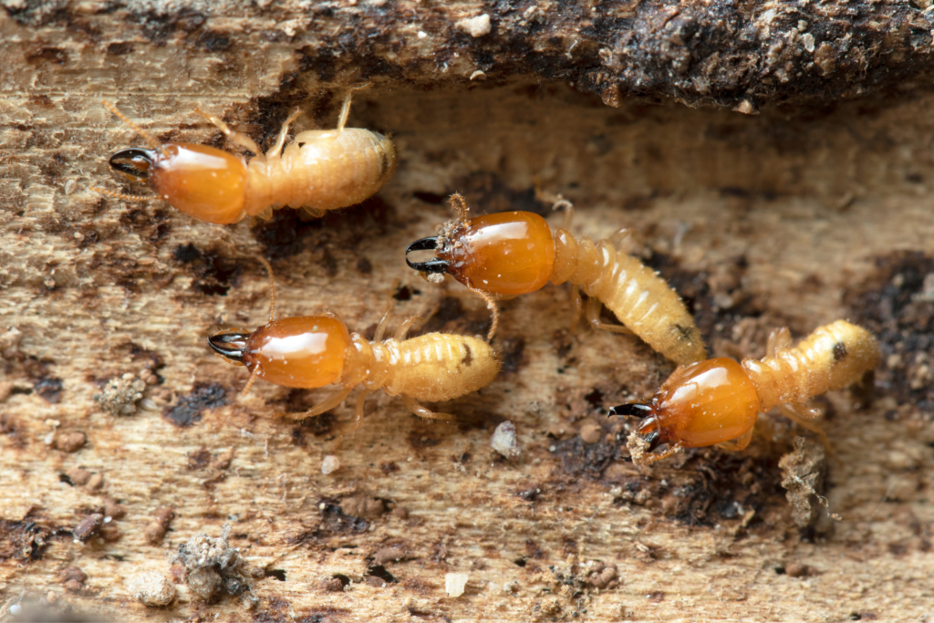 Termite Infestation in Noida