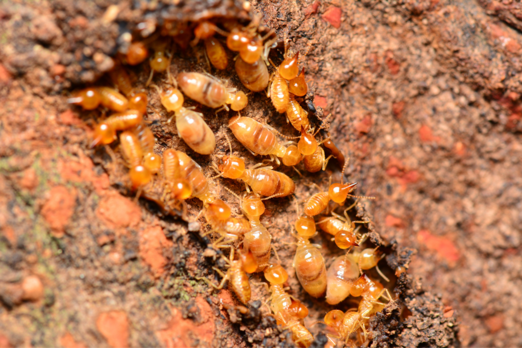 Termite Control Noida