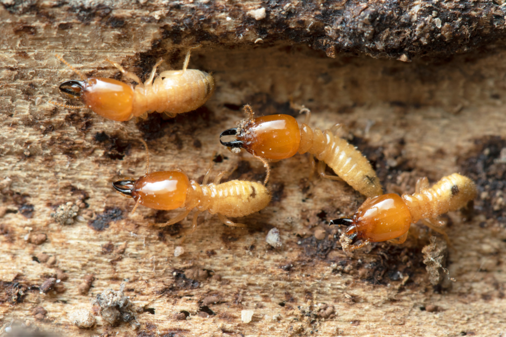 Termite Behavior