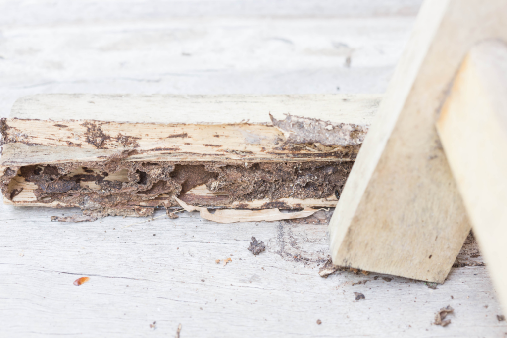 Termite Control Noida