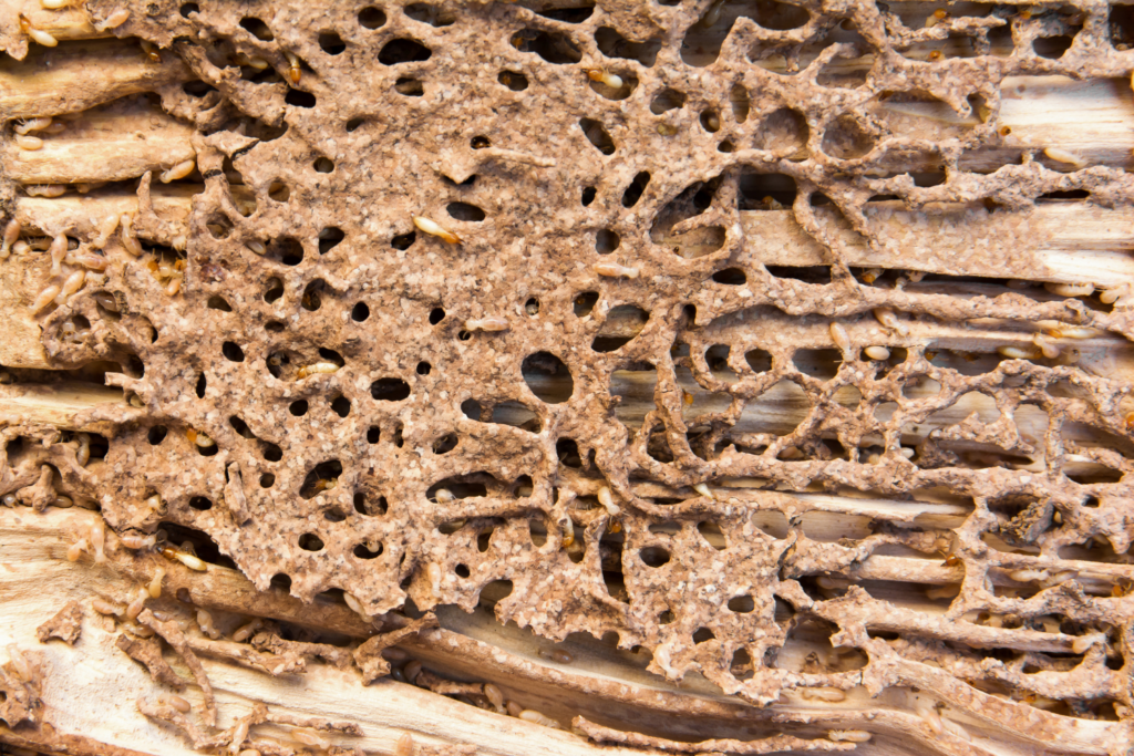 Termite Behavior