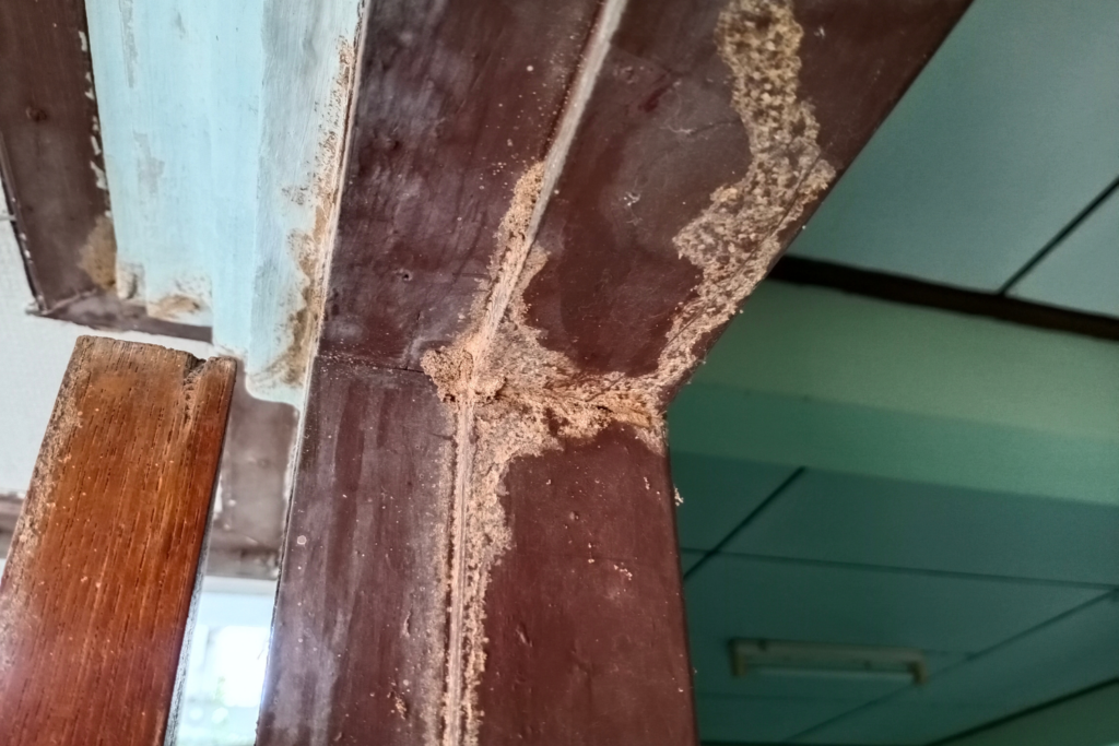 Termite Behavior