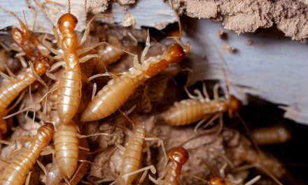 Termite Control Services in Noida | Anti Termite Treatment Noida