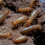 How to Choose the Best Termite Control Service in Delhi NCR?