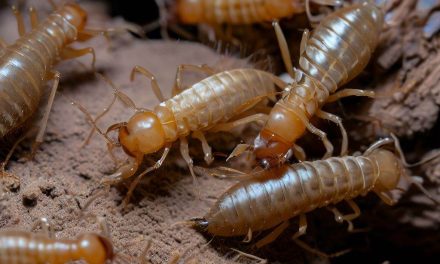 How to Choose the Best Termite Control Service in Delhi NCR?