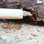 Preventing Termite Infestations: A Comprehensive Guide to Protect Your Home