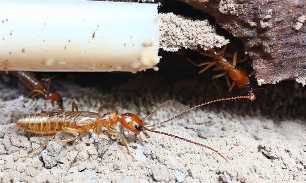 Preventing Termite Infestations: A Comprehensive Guide to Protect Your Home