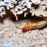 Termite Control in Noida: Identifying and Combating Common Pests