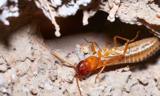 Termite Control in Noida: Identifying and Combating Common Pests