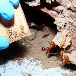 Choosing a Reliable Termite Control Company in Noida: A Guide to Being Cautious