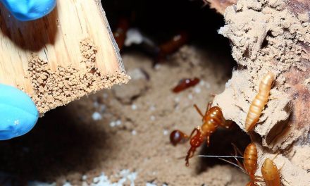 Choosing a Reliable Termite Control Company in Noida: A Guide to Being Cautious
