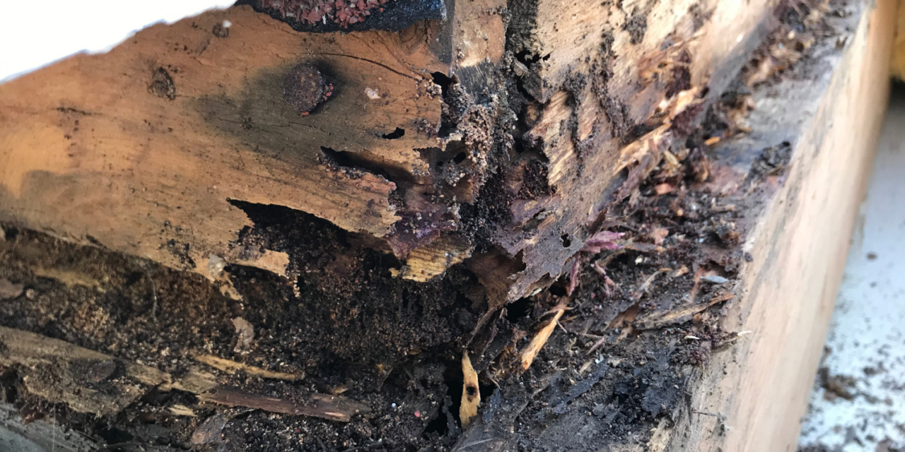Understanding Termite Behavior