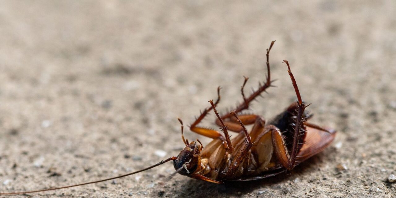 General Pest Control Services: Keep Your Home & Business Safe