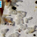 General Pest Control in Delhi NCR: Best Solutions for a Pest-Free Space