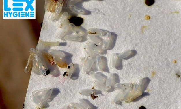 General Pest Control in Delhi NCR: Best Solutions for a Pest-Free Space