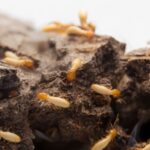 General Pest Control Services: Best Practices for Long-Term Pest Prevention