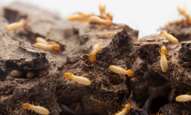 General Pest Control Services: Best Practices for Long-Term Pest Prevention