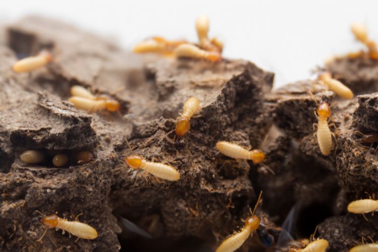 General Pest Control Services: Best Practices for Long-Term Pest Prevention