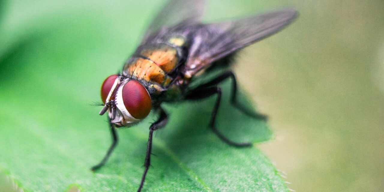 General Pest Control in Delhi NCR: Tips to Prevent Common Pest Infestations
