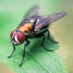 General Pest Control in Delhi NCR: Tips to Prevent Common Pest Infestations