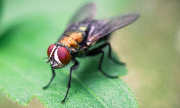 General Pest Control in Delhi NCR: Tips to Prevent Common Pest Infestations