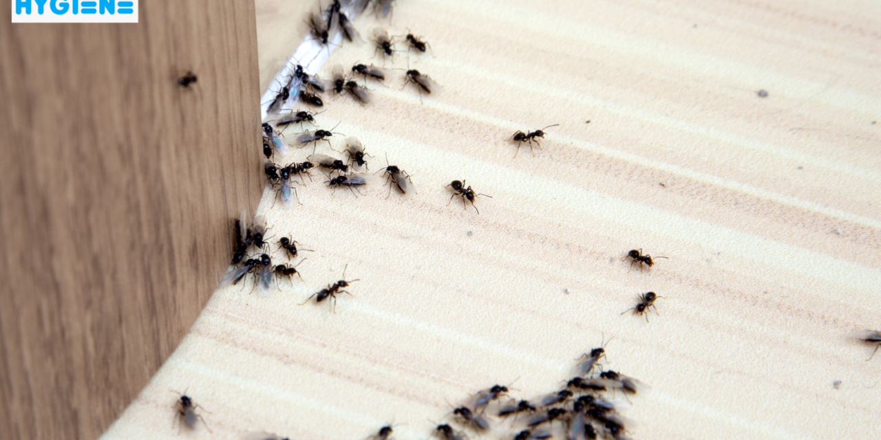 Top General Pest Control Services in Delhi NCR: Keep Your Home Safe