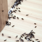 Top General Pest Control Services in Delhi NCR: Keep Your Home Safe
