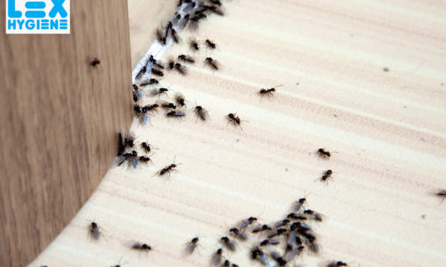 Top General Pest Control Services in Delhi NCR: Keep Your Home Safe