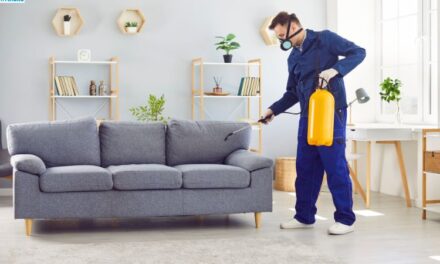 How to Get Rid of Termites in Noida Homes: Proven Methods