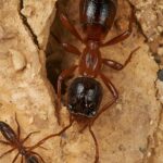 Secure Your Investment: A Comprehensive Guide to Pre-Construction Termite Treatment
