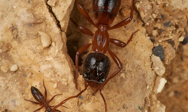 Secure Your Investment: A Comprehensive Guide to Pre-Construction Termite Treatment