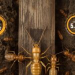 Protecting Your Business: The Ultimate Guide to Commercial Termite Control