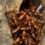 Effective Wood Termite Treatment & Long-Term Wood Termite Protection: A Comprehensive Guide to Eliminating and Preventing Infestations