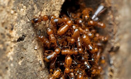Effective Wood Termite Treatment & Long-Term Wood Termite Protection: A Comprehensive Guide to Eliminating and Preventing Infestations