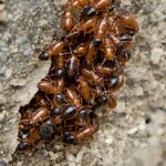 Effective Post Construction Termite Treatment: A Complete Guide to Protecting Your Home