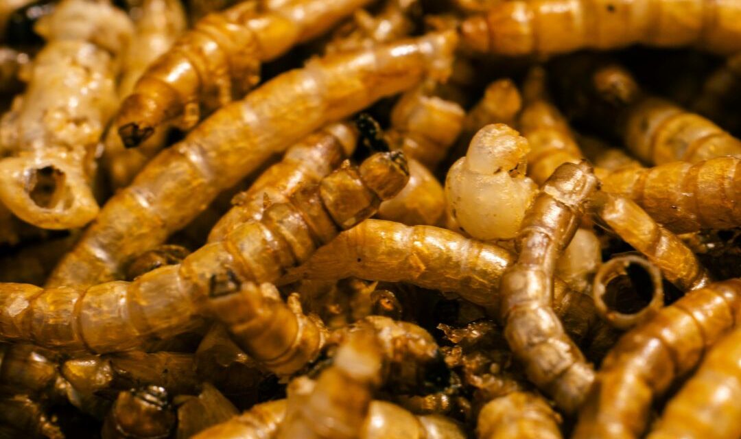 Secure Your Home: Why a Termite AMC is Essential for Yearly Termite Protection in Delhi