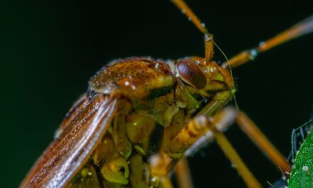 Understanding Termite Treatment Cost: Your Guide to Protecting Your Home