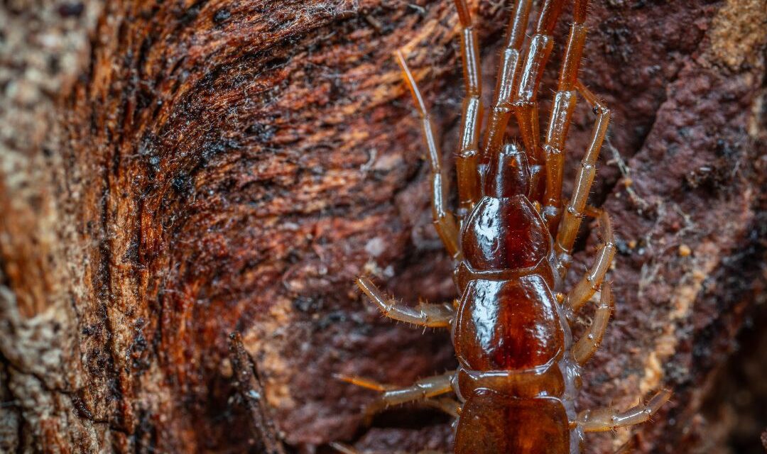 Embrace Green Living: Your Guide to Herbal Termite Control and Eco-Friendly Solutions