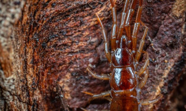 Embrace Green Living: Your Guide to Herbal Termite Control and Eco-Friendly Solutions