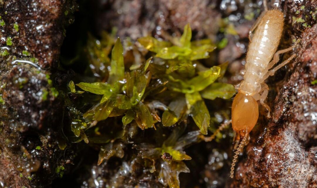 The Imperative of Professional Termite Control Services: Protecting Your Home from Silent Destroyers