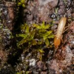 The Imperative of Professional Termite Control Services: Protecting Your Home from Silent Destroyers