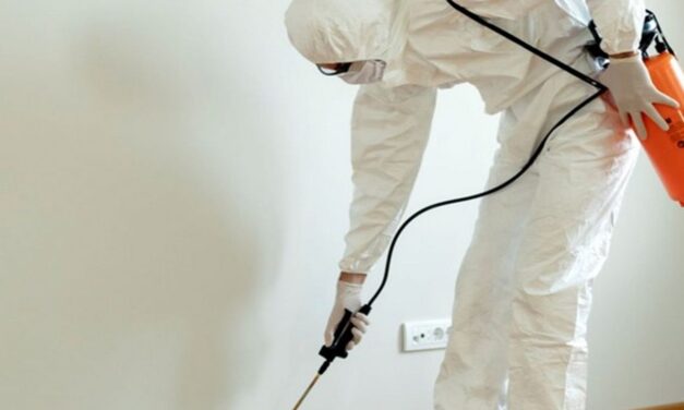 How to Choose the Best Termite Control Service: Your Expert Guide to Professional Termite Treatment